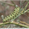 pap machaon larva1 kher